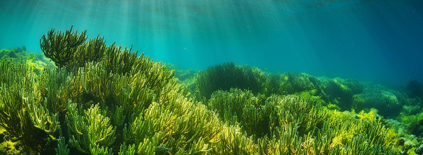 Apa Saja Manfaat Alga Terhadap Kulit?