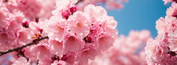 6 Manfaat Bunga Sakura untuk Kulit Cantikmu!